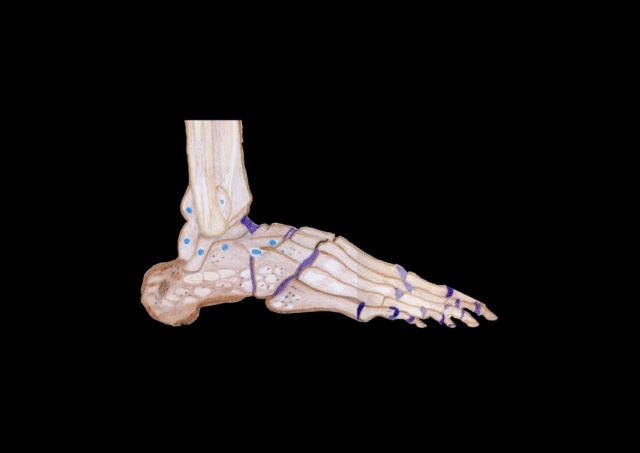 PB ANATOMIA1