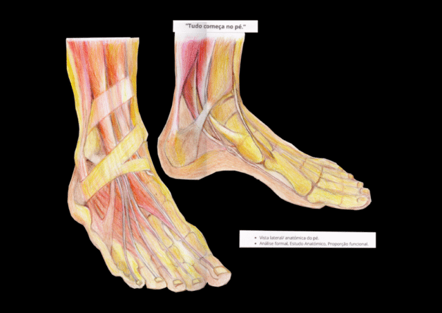 PB ANATOMIA2